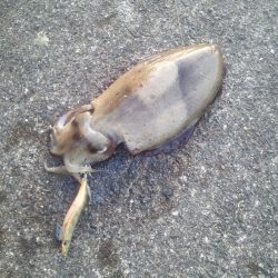 日本海エギング調査